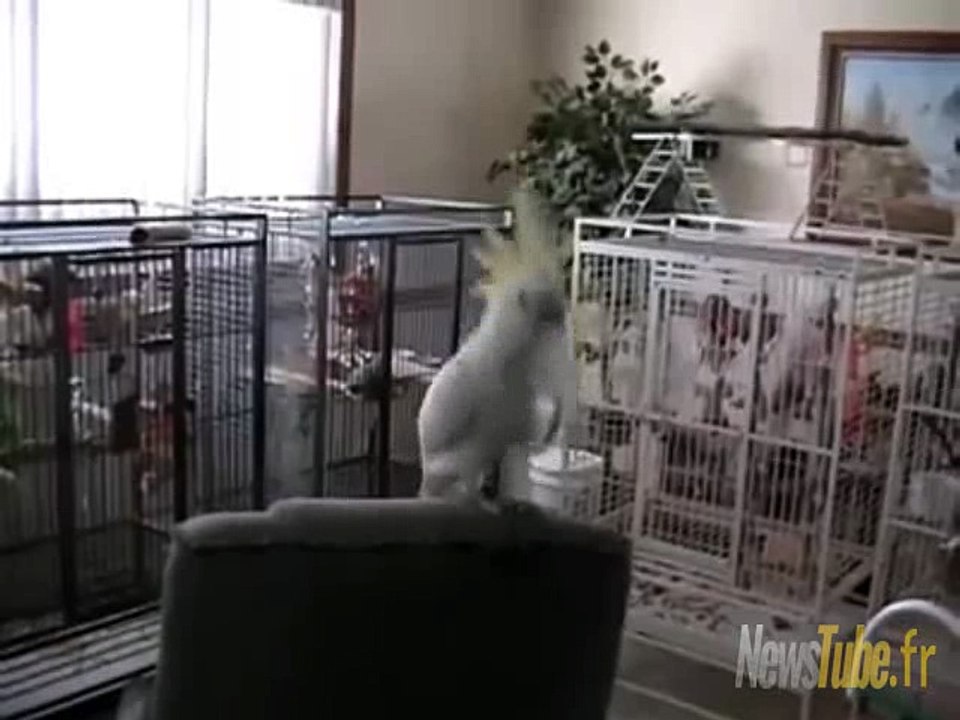 Parce que chaque journée devrait commencer par un cacatoès qui danse sur du Queen !