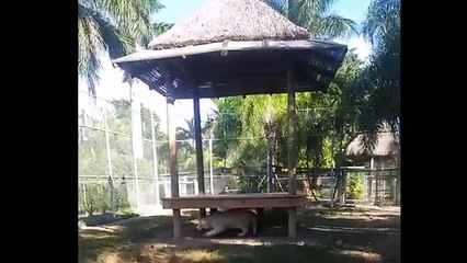 White Tiger | killer beauty Playing