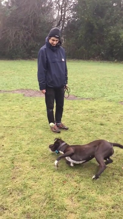 Ce chien est vraiment nul pour attraper la balle