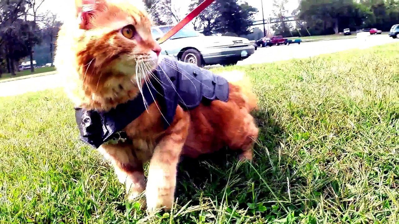 Un chat en armure imprimée en 3D
