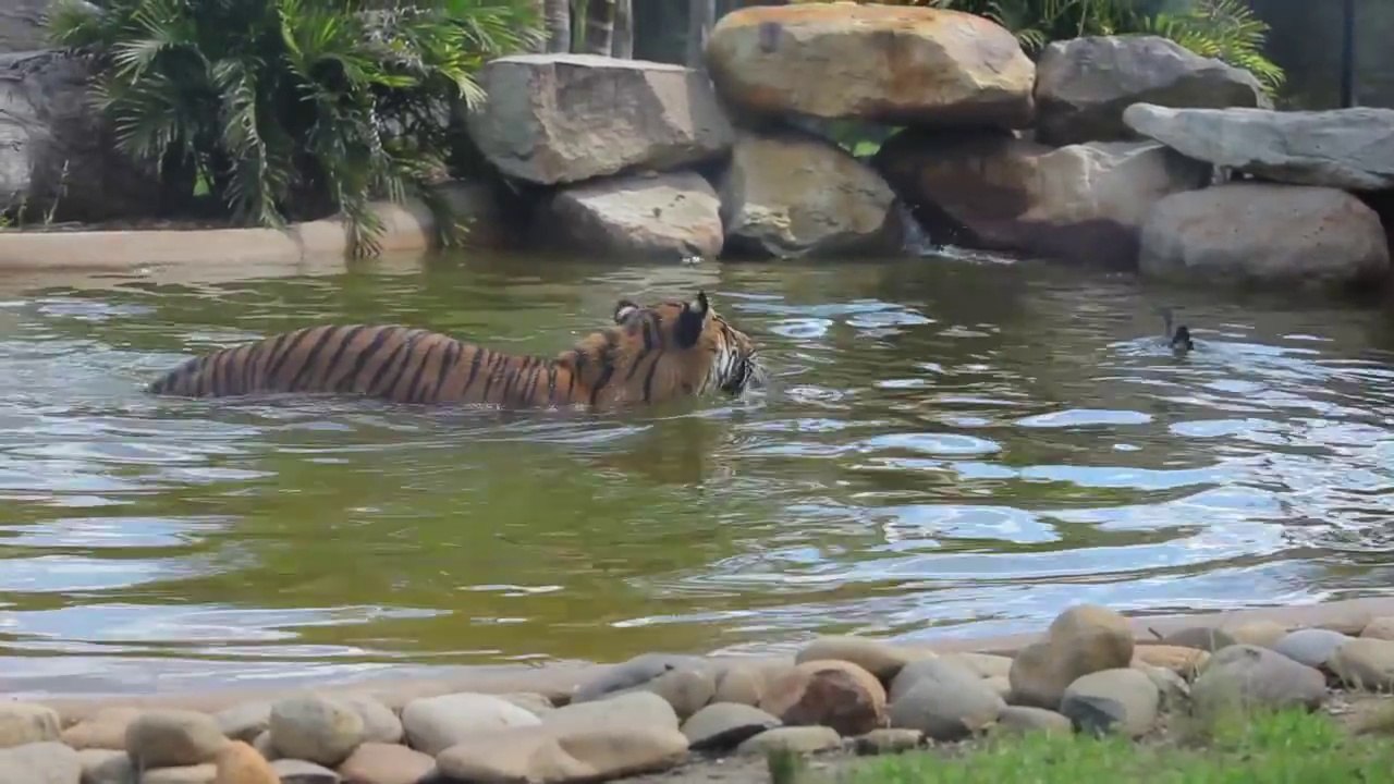 Ce canard s'amuse à narguer un tigre... Courageux le coin-coin