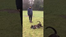 Un chien galère à attraper une balle