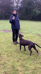 Un chien galère à attraper une balle