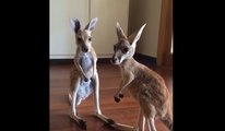Trop Chou : Penny et Grace deux kangourous orphelins adoptés