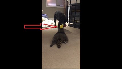 Dog challenges pet raccoon to tug-of-war match