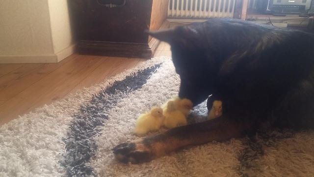 Compilation of German Shepherd and his baby bird friends