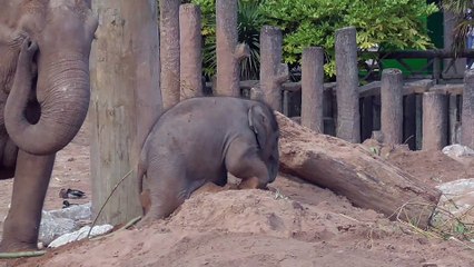 Baby elephant gets itself stuck in the sand