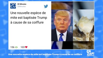 Une mite baptisée Donald Trump... à cause de sa coiffure !