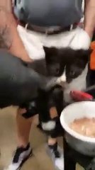 Il trouve un chat coincé dans le moteur d'une voiture...