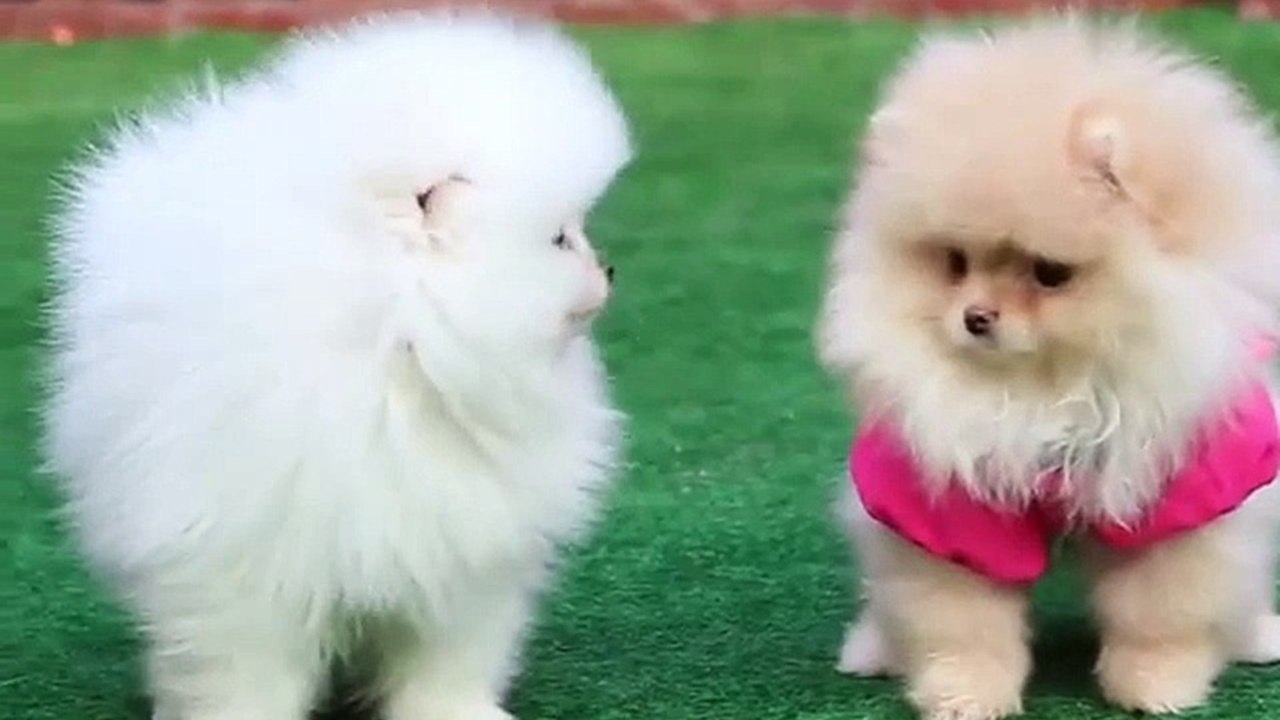 Fluffy poms