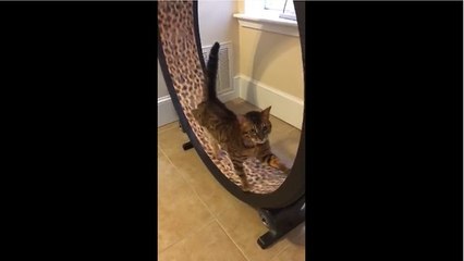 Cat channels inner hamster, exercises on wheel toy