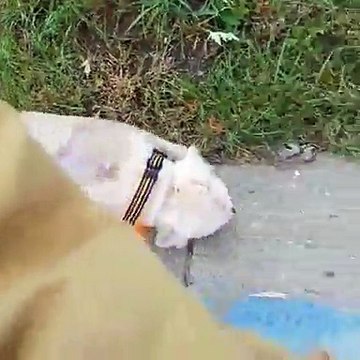 Ce chien a été piqué par des centaines d’abeilles et abandonné par ses propriétaires
