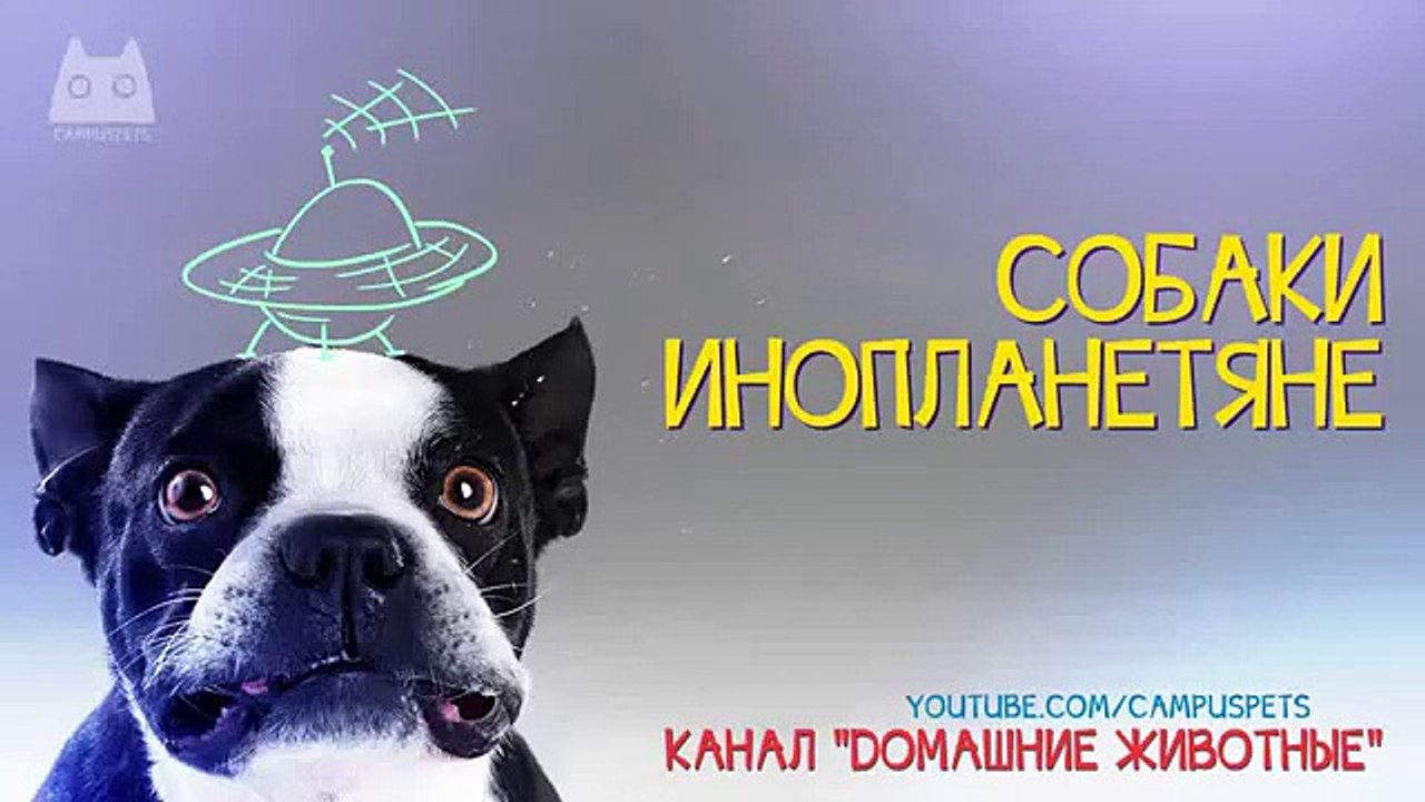 приколы с животными