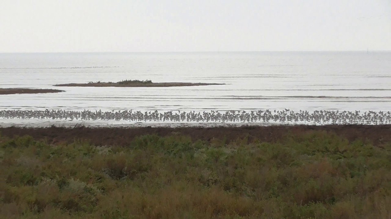 Baie de Bourgneuf - 14 décembre 2016