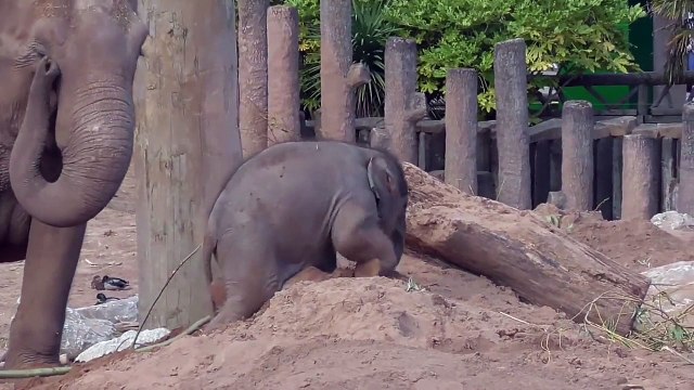 Un bébé éléphant trop mignon joue dans le sable !