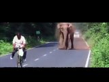 Un éléphant charge des véhicules pour protéger sa famille !