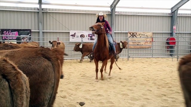 Cheval Passion : 160 cowboys en compétition pour trier du bétail