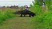 Watch the moment when huge alligator walks near group of tourist