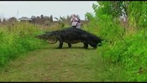 Watch the moment when huge alligator walks near group of tourist