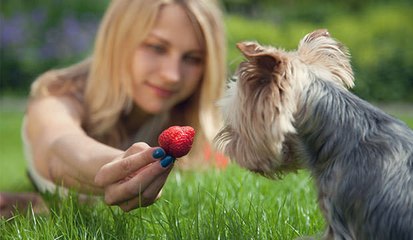 Cute puppy Like strawberry |  | Amazing video