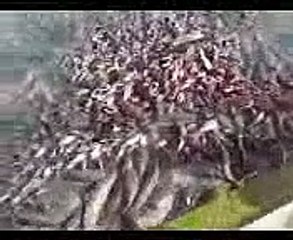 Так много рыбы вы еще не видели!