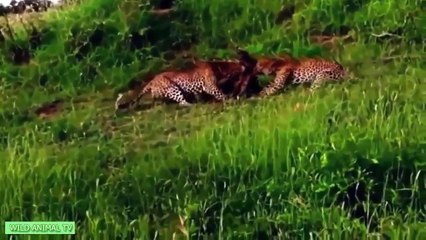Top 10 Tiger vs Antelope Giant Python vs Crocodile Lion Buffalo - THE BEST ANIMAL ATTACKS 2016