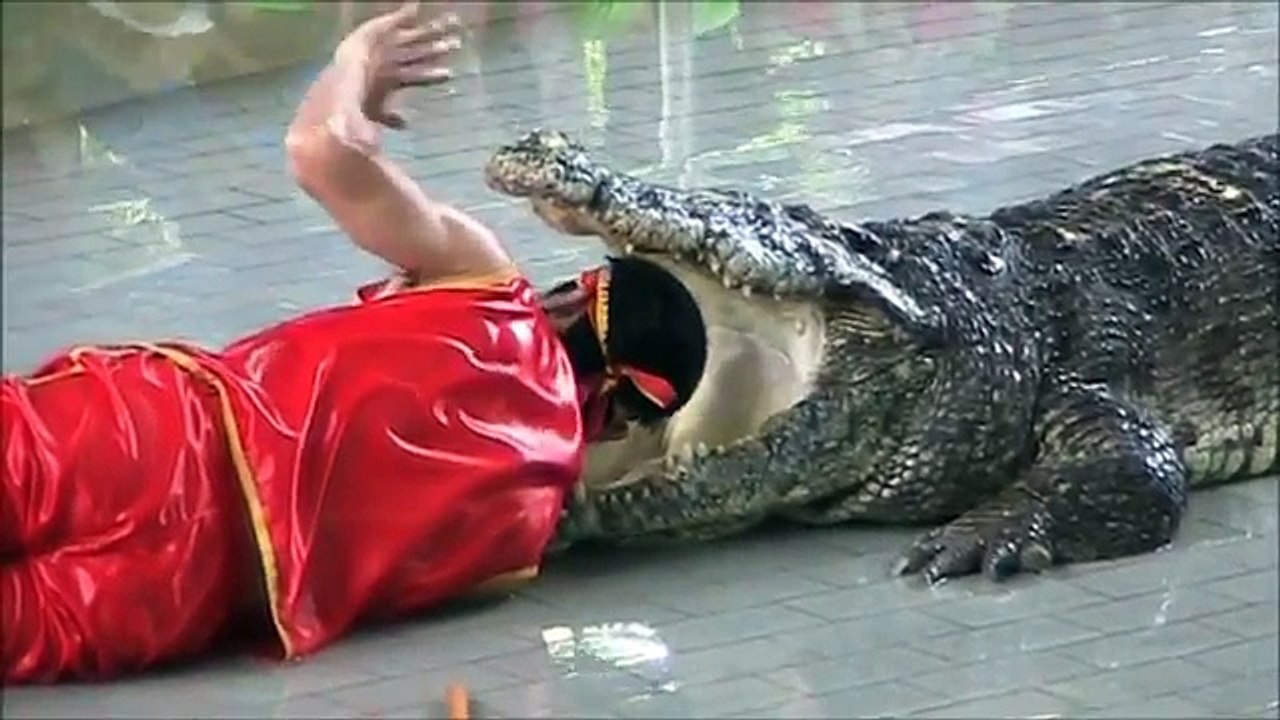Pattaya Thailand Crocodile Farm 2011 .This man sticks his arm in a Crocodile sto