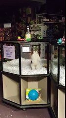 Sold Pupper Dance