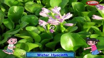 Вода гиацинт рифмы рифмы | цветок для детей | детские для самые популярные детские стишки | БГ