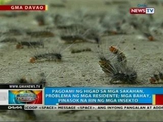 Pagdami ng higad sa mga sakahan, problema ng mga residente