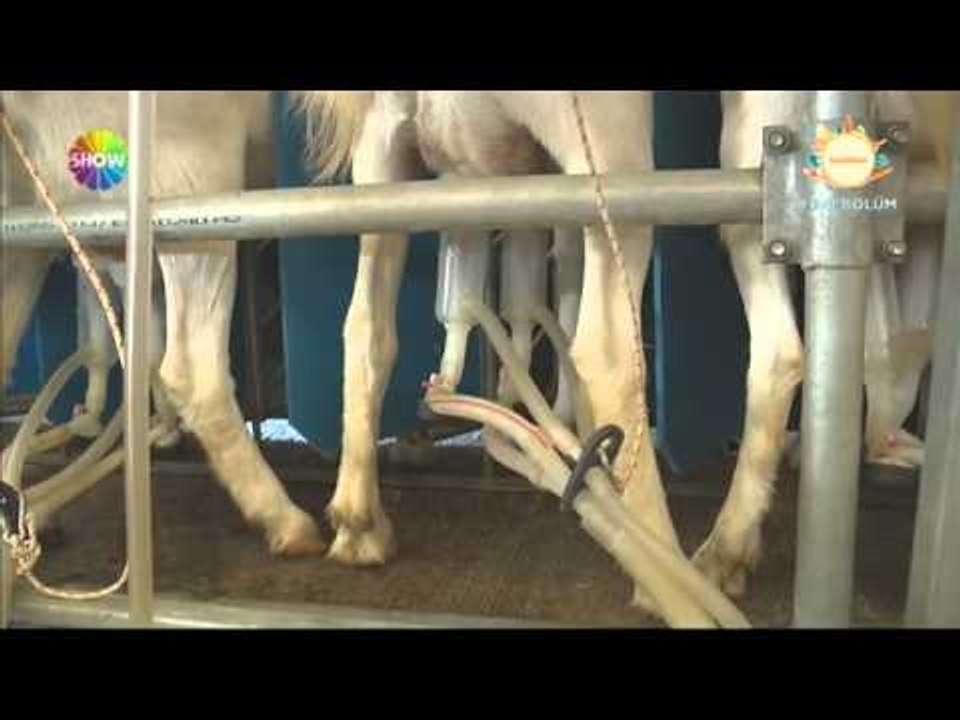 Çanakkale'ye özgü lezzetler: Ezine Peyniri / Lezzet Haritası