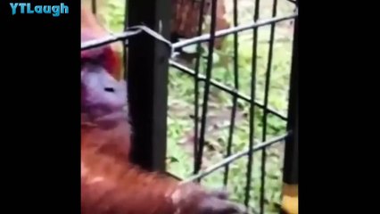 Funny videos 2016 - HARDEST try not to laugh challenge