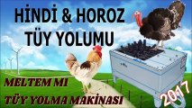 KAZ HİNDİ HOROZ TÜY YOLMA TESTİ 2017