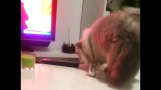 Hilarious Cute Cat glass drop