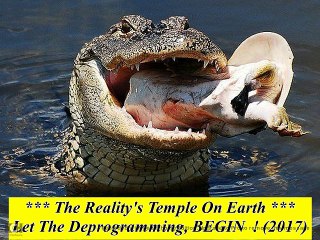 White People R Predators & Blacks R Their Prey !