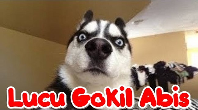 Kompilasi Video Lucu Gokil Ngakak Abis Dijamin Ketawa 2