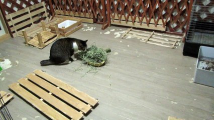 自分をウサギだと思い込んでいる猫がウサギに猫パンチ
