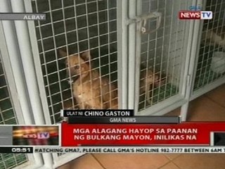 QRT: Mga alagang hayop sa paanan ng Bulkang Mayon, inilikas na