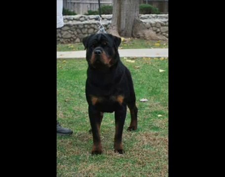 I don't think it's right toe fight dogs its so sad