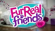 Hasbro - FurReal Friends - Walkin Kitties Bootsie - A4088 - TV Toys