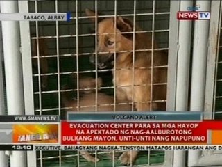 Evacuation center para sa mga hayop na apektado ng Bulkang Mayon, unti-unti nang napupuno