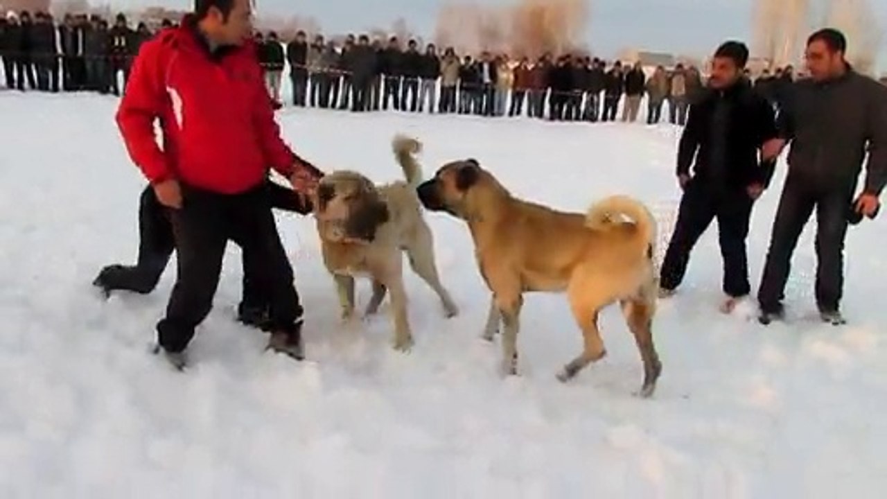 elazığlı tatar - sivaslı aslan