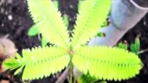 Watch this plant respond to a Kiss!-1swhi0BDSqI