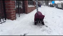 What happens when dog refuses to walk on snowy sidewalk-52CZttnb2Cs