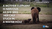 WATCH - Dramatic rescue of an elephant calf-9tAeEX8lVqQ