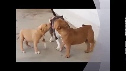 American Bully traing and Fight