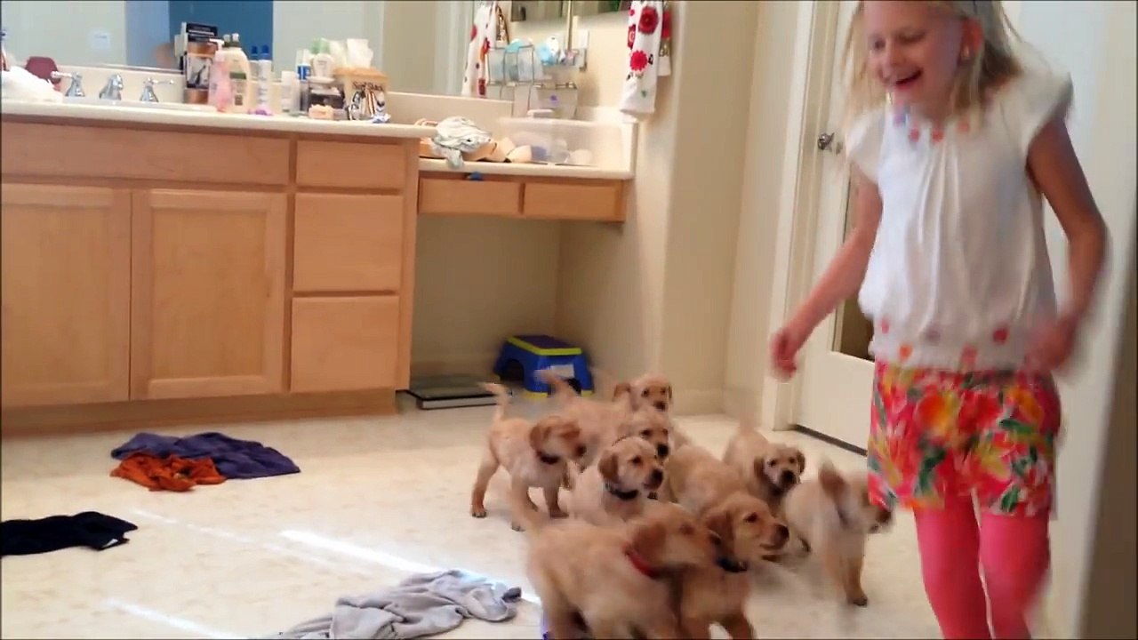 The 9 Puppy Chase & Tackle-Vhm0sCGnthw