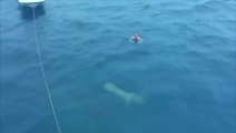 Un touriste russe face à un énorme requin... Même pas peur!