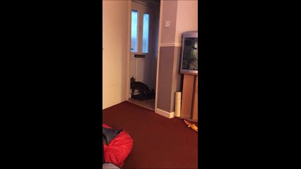 Voici maximus, le chat qui chante