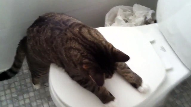 Ce chat kiffe les cotons tige! Nouveau jouet préféré